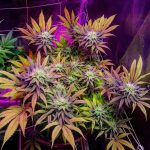 Gorillagasm cannabis seeds – Female seeds – Chocolate – 12/12 Photoperiod – image 1 from Seed City