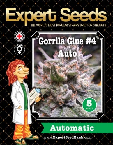 Super Strength – Middle of October – Auto-Flowering – Gorilla #4 Auto strain – image 2 – from Expert Seeds via Seed City