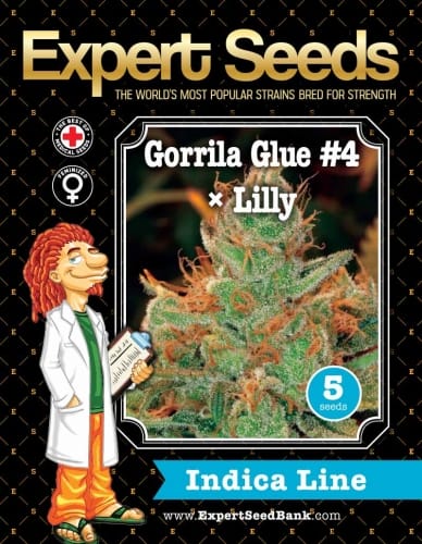 showing 12/12 Photoperiod – Super Strength – Outdoor – image 1 – Seed City