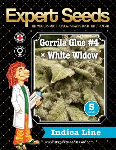 Gorilla #4 x White Widow by Expert Seeds – 12/12 Photoperiod – Super Strength – Outdoor – image 2 – Seed City