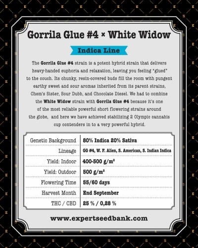 Gorilla #4 x White Widow by Expert Seeds – Relaxing – Super Strength – 12/12 Photoperiod – image 3 – Seed City