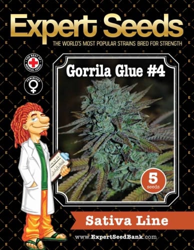 Gorilla #4 from Expert Seeds