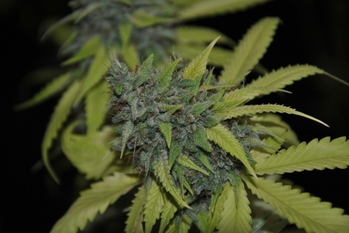 Image 3 of Grandaddy Confidential cannabis by Pheno Finder Seeds – Couch Lock – Indica-heavy – Outdoor – Seed City