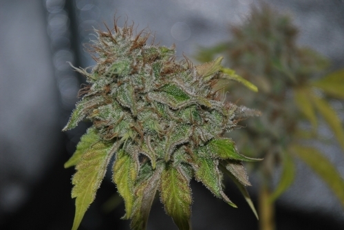 Grandaddy Confidential by Pheno Finder Seeds – Female seeds – Outdoor – 12/12 Photoperiod – image 2 – Seed City