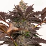 Grandaddy Purple from Seed City Seeds