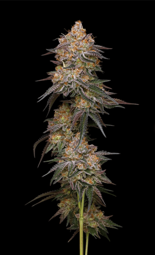 Granny Candy by Humboldt Seed Company – Beginning of October – Super Strength – Indoor – image 2 – Seed City