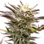 Image 1 of Grape Ape cannabis by Seed City Seeds – Guaranteed female plants – Indoor-friendly – Fruity – Seed City