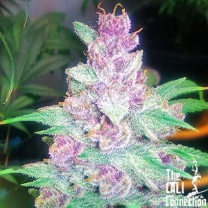 Grape Kush