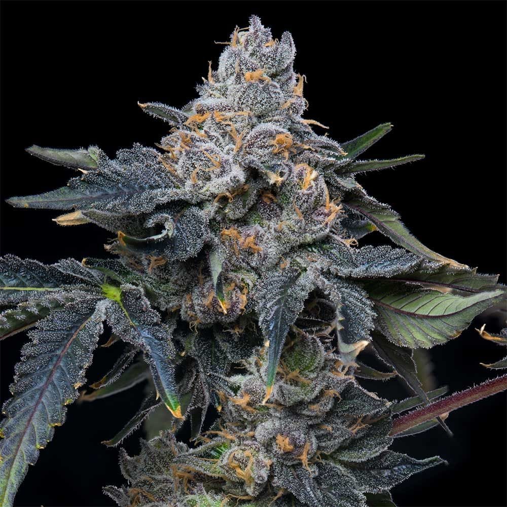 Grape Z x Hollywood by Cookies Seed Bank – Grape – Guaranteed female plants – Indoor – image 1 – Seed City