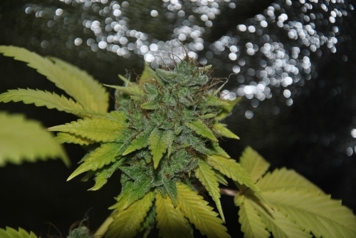 Grapefruit Diesel by Pheno Finder Seeds – Female seeds – Sativa Dominant – Grapefruit – image 2 – Seed City