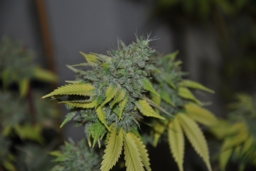 Grapefruit Diesel by Pheno Finder Seeds – Indoor-friendly – Female seeds – Grapefruit – image 3 – Seed City