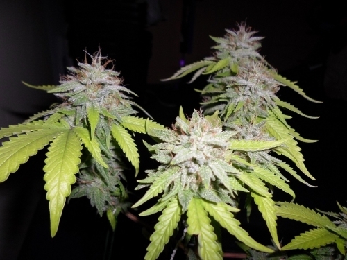 Grapefruit Diesel from Pheno Finder Seeds