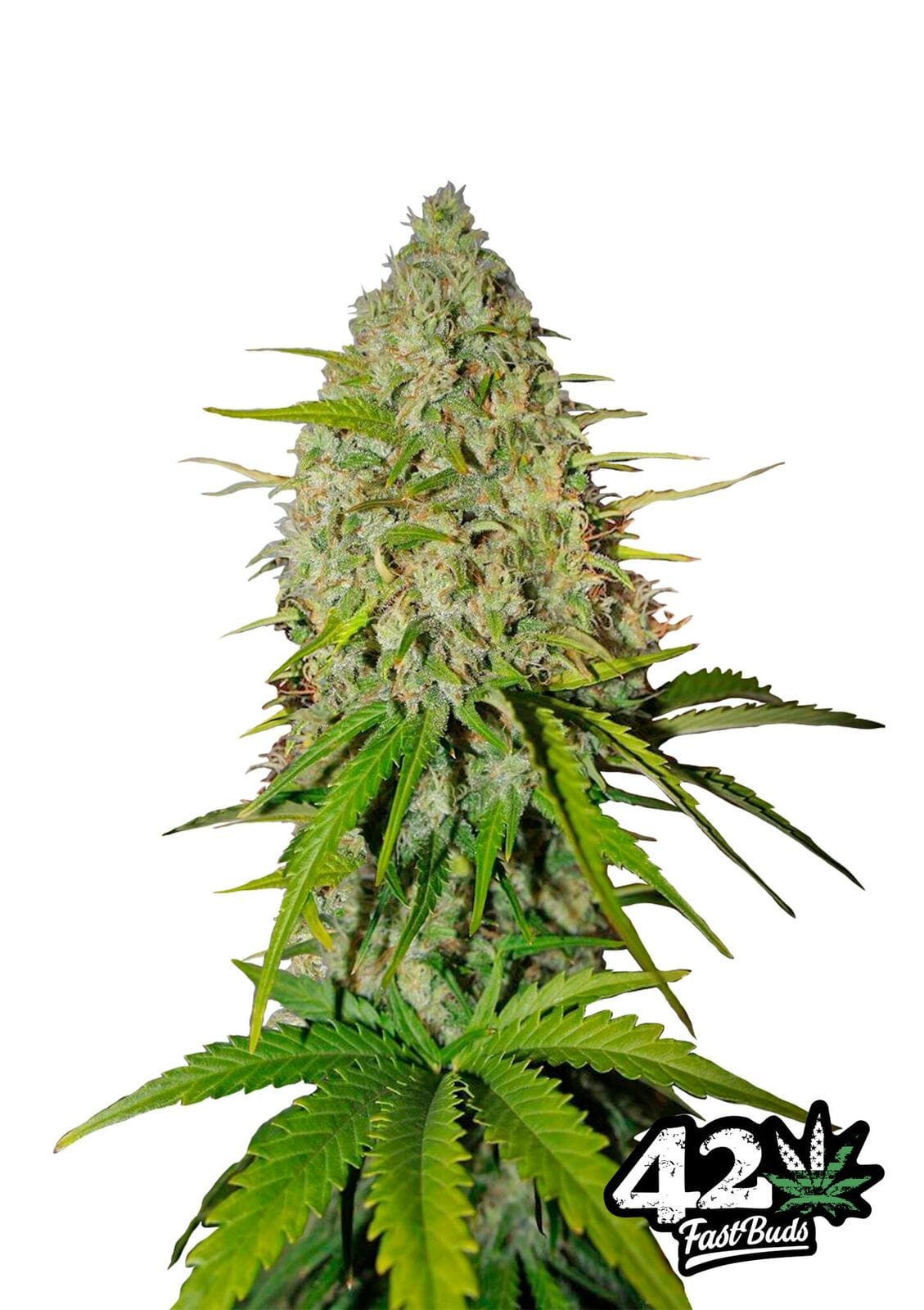 Grapefruit'matic by FastBuds – Grapefruit – Auto-Flowering – Suited for indoor growing – image 1 – Seed City