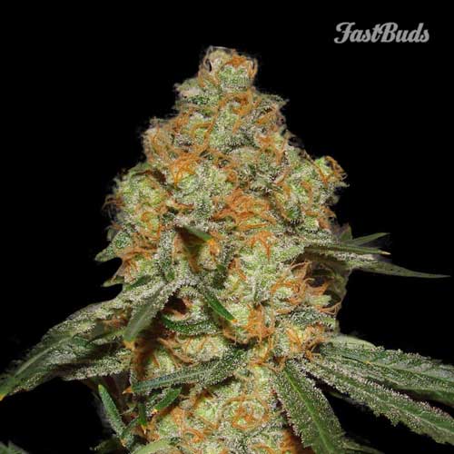 Image 2 of Grapefruit'matic cannabis by FastBuds – Suited for indoor growing – Grapefruit – Auto-Flowering – Seed City
