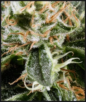 Image 2 of Great White Shark cannabis by Green House Seeds – Mostly Indica – Tall (140cm plus) – Large yield – Seed City