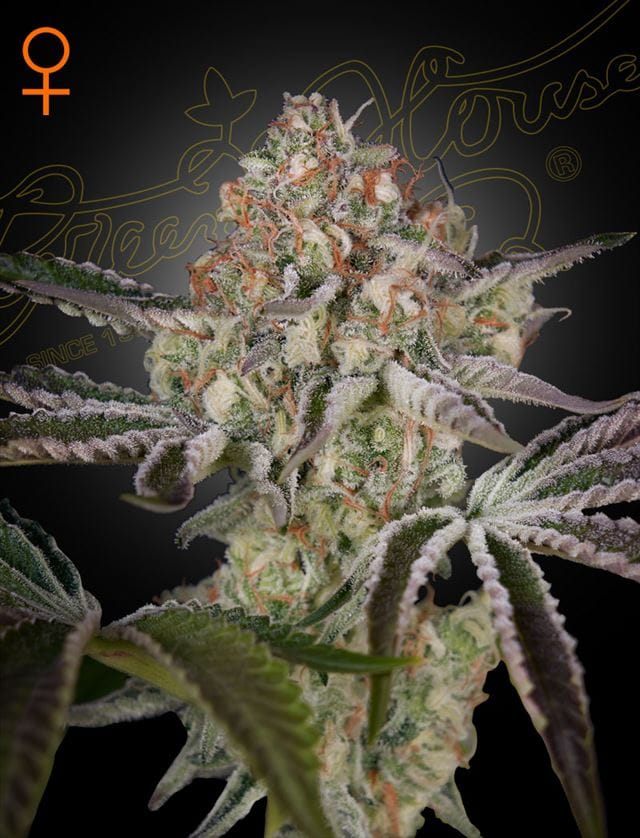 Great White Shark cannabis seeds – Tall (140cm plus) – Large yield – Sweet – image 1 from Seed City