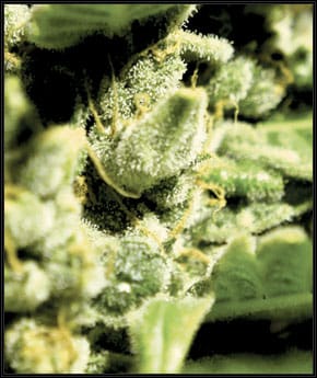 Green-O-Matic Auto-flowering cannabis seeds – Auto-Flowering – Mostly Indica – Indoor – image 2 from Seed City