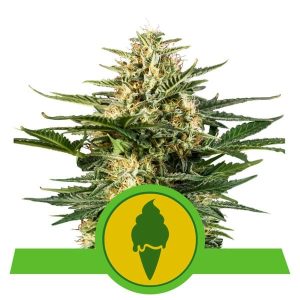 Green Gelato Automatic by Royal Queen Seeds – 12/12 Photoperiod – Sativa-leaning – Female seeds – image 1 – Seed City
