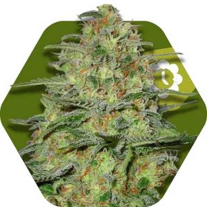 Lemon – Indoor – Auto-Flowering – Green Monster Autoflowering strain – image 1 – from Zambeza Seeds via Seed City