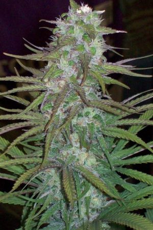 Green Mountain Grape cannabis seeds – Sativa Dominant – Uplifting – 12/12 Photoperiod – image 1 from Seed City