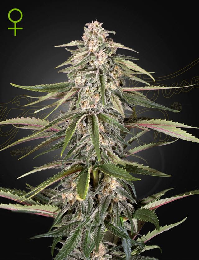 Green-O-Matic Auto-flowering cannabis seeds – Mostly Indica – Indoor – Feminized – image 1 from Seed City