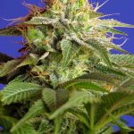 Green Poison by Sweet Seeds – Excellent harvest potential – Indica Dominant – Female seeds – image 1 – Seed City