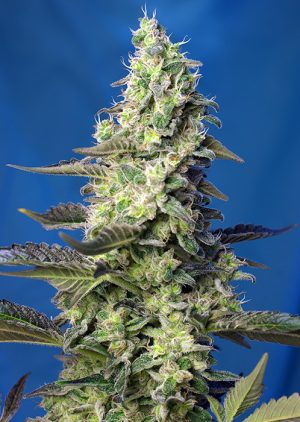 Green Poison XL Auto by Sweet Seeds – Auto-Flowering – Mostly Indica – Female seeds – image 1 – Seed City