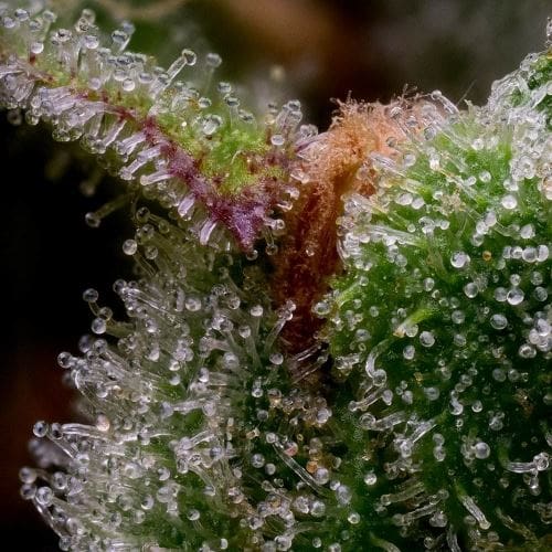 Guava Slushy by Green Bodhi Seeds – Indoor-friendly – 50% Indica/50% Sativa – Feminized – image 2 – Seed City