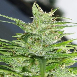 Guawi by Ace Seed bank – Regular – Indoor – 12/12 Photoperiod – image 1 – Seed City