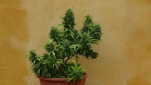 showing Skunky – Auto-Flowering – Indoor-friendly – image 1 – Seed City