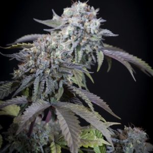 Gulupa cannabis seeds – 12/12 Photoperiod – Relaxing – Suited for indoor growing – image 1 from Seed City