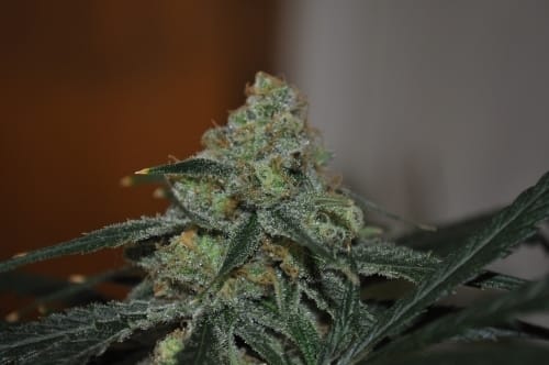 showing Female seeds – 12/12 Photoperiod – Citrus – image 1 – Seed City