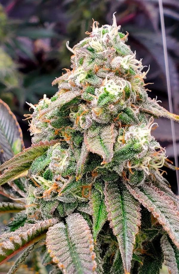 Gushers Fast Flowering by Humboldt Seed Organisation – 12/12 Photoperiod – Gassy – Female seeds – image 1 – Seed City
