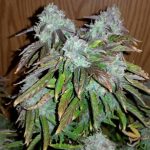 Himalayan Orange Diesel from Short Stuff Seeds