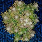 showing Female seeds – Piney – Auto-Flowering – image 2 – Seed City