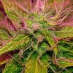 Himalayan Orange Diesel cannabis seeds – Indoor-friendly – 50% Indica/50% Sativa – Female seeds – image 3 from Seed City