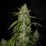 Piney – Female seeds – Indoor-friendly – Himalayan Orange Diesel strain – image 4 – from Short Stuff Seeds via Seed City
