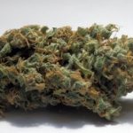 Himalayan Orange Diesel cannabis seeds – Indoor-friendly – Female seeds – Auto-Flowering – image 5 from Seed City