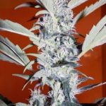 Himalayan Orange Diesel by Short Stuff Seeds – Auto-Flowering – 50% Indica/50% Sativa – Piney – image 6 – Seed City