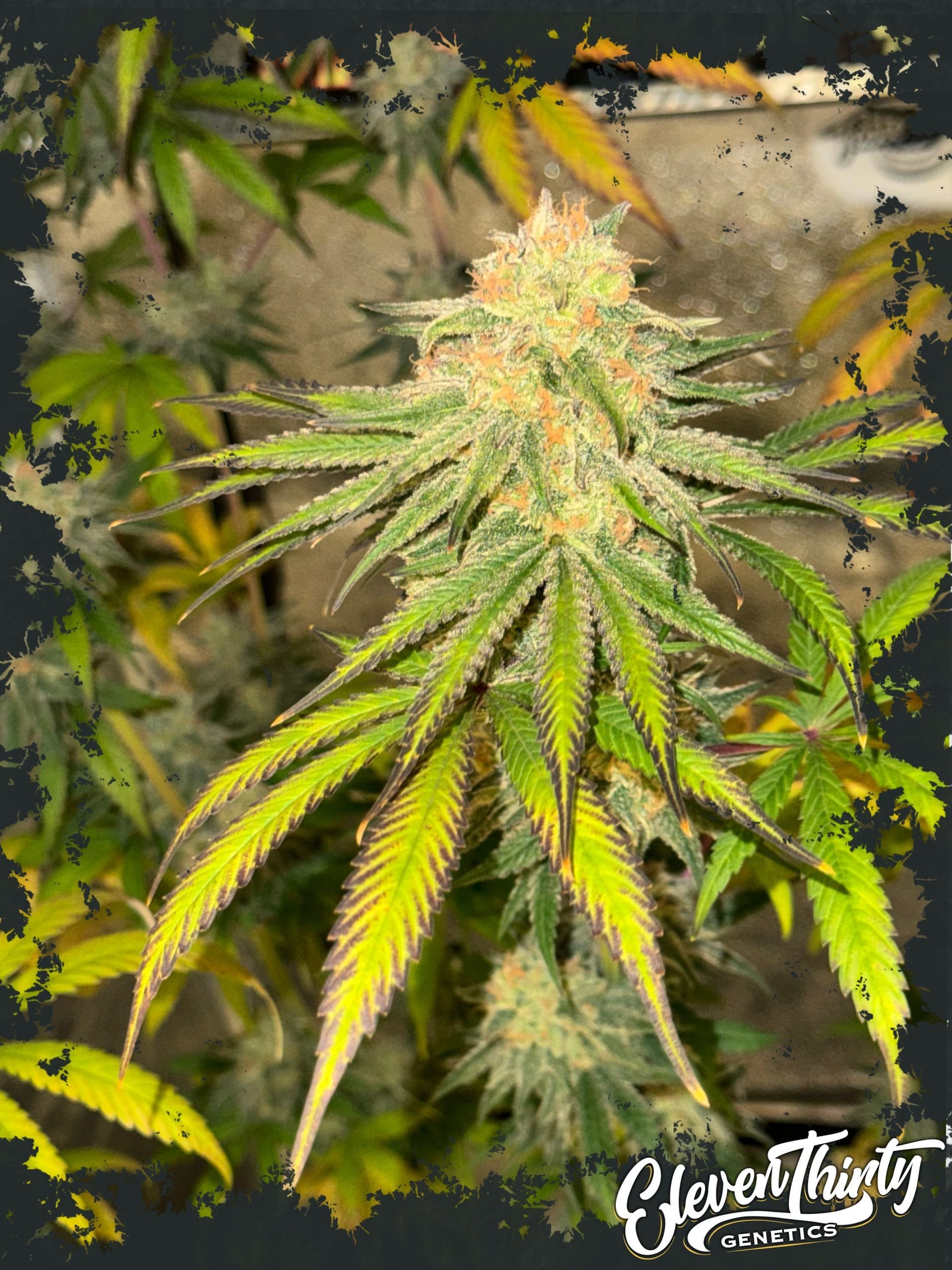 Image 1 of Habanero OG Auto cannabis by ElevenThirty Genetics – Auto-Flowering – Spicy – High Yielding – Seed City