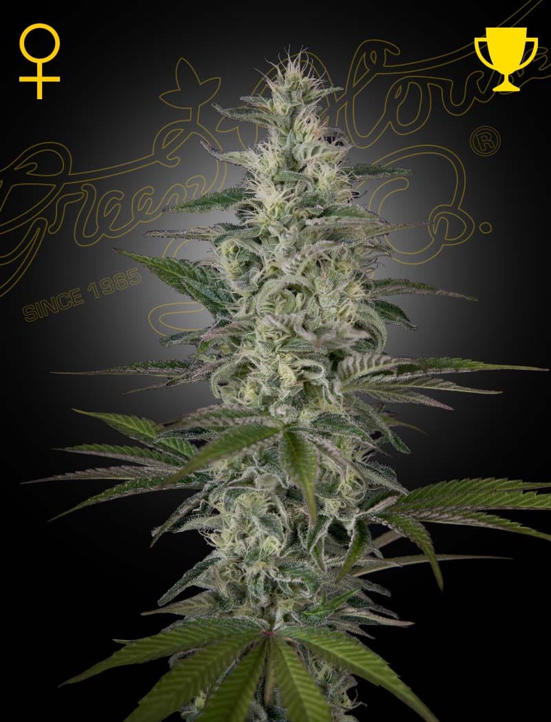 Hawaiian Snow from Green House Seeds
