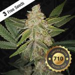 Hazanana by TH Seeds – Excellent harvest potential – Spicy – Cerebral – image 1 – Seed City
