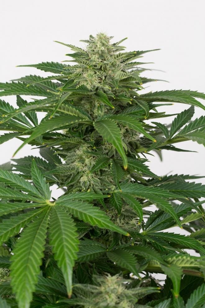 Image 1 of Haze Autoflowering CBD cannabis by Dinafem Seeds – Outdoor – Auto-Flowering – Incense – Seed City
