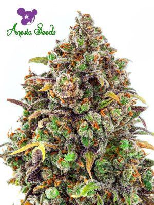 Haze Queen from Anesia Seeds