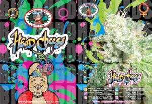 Head Cheese by Big Buddha Seeds – Sour – 12/12 Photoperiod – Good for outdoor grow – image 1 – Seed City