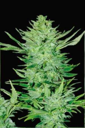 Headlights Kush Auto