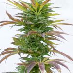 Feminized – 12/12 Photoperiod – Earthy – Hellfire OG strain – image 1 – from Seed City Seeds via Seed City