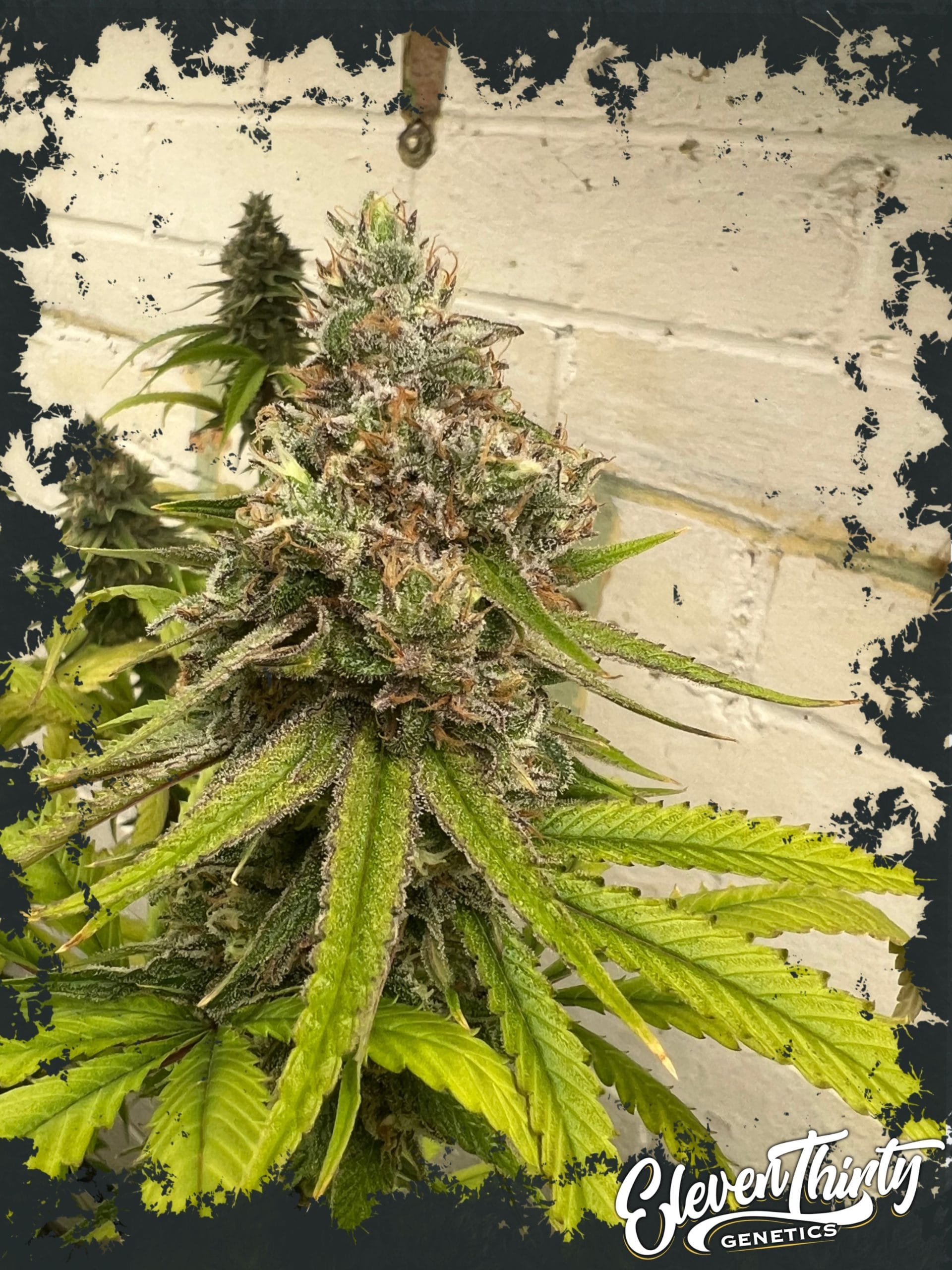 Highlighterz from ElevenThirty Genetics