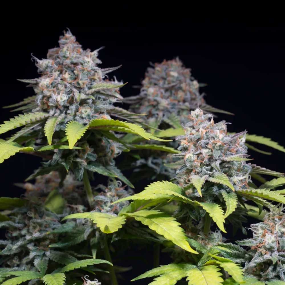 Highway 66 by Paradise Seeds – Fruity – Euphoric – Excellent harvest potential – image 1 – Seed City