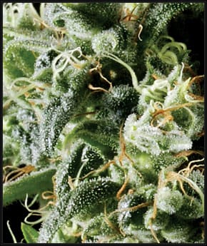 Image 2 of Himalayan Gold cannabis by Green House Seeds – The End of September – Creative – Outdoor – Seed City